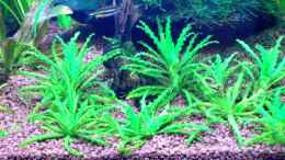 aquarium-von-thomas-schmidt-becken-3951_Pogostemon helferi 27.12.07