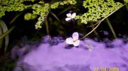 aquarium-von-thomas-schmidt-becken-3951_Sagittaria subulata-Blüte 22.04.08