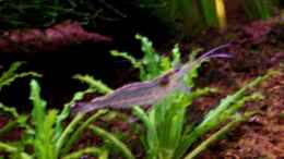 aquarium-von-thomas-schmidt-becken-3951_Amano-Garnele bischen unscharf