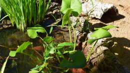 Foto mit Caltha palustris