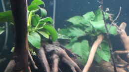 aquarium-von-mattl-pura-vida_Anubias Barteri