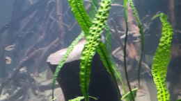 Foto mit Cryptocoryne Aponogetifolia