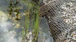 aquarium-von-acki50-naturnaher-gartenteich_Zwergrohrkolben 19.06.2019