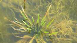 aquarium-von-acki50-naturnaher-gartenteich_Krebsschere (Stratiotes aloides)