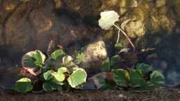 aquarium-von-acki50-naturnaher-gartenteich_Buntgefärbte Houttuynia (Houttuynia cordata Chameleon)