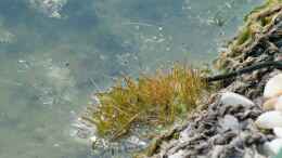 aquarium-von-acki50-naturnaher-gartenteich_Nadelsimse (Eleocharis acicularis)