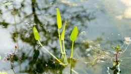 aquarium-von-acki50-naturnaher-gartenteich_Herzblättriges Hechtkraut (Pontederia cordata) 19.06.2019