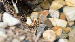Foto mit Eine Französische Wespe trinkt am Teich. 09.06.2018