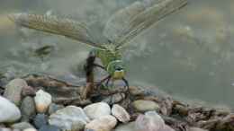 Foto mit Große Königslibelle (Anax imperator)  19.06.2019