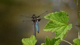 Foto mit Plattbauch - Libellula depressa Männchen 20.05.2018