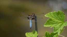 Foto mit Plattbauch - Libellula depressa Männchen 20.05.2018