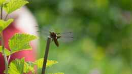 Foto mit Plattbauch - Libellula depressa Männchen an seinem Hochstand