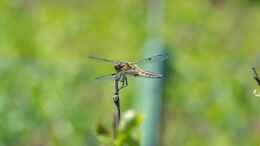 Foto mit Plattbauch - Libellula depressa Weibchen 21.06.2018