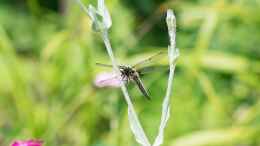 Foto mit Vierfleck ??? Libellula quadrimaculata Männchen 19.06.2019