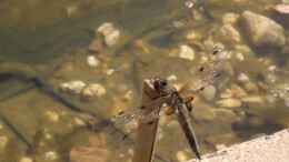 Foto mit Vierfleck (Libellula quadrimaculata) 01.06.2019