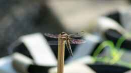 Foto mit Vierfleck (Libellula quadrimaculata) 04.06.2019