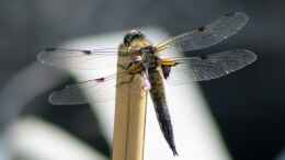 Foto mit Vierfleck (Libellula quadrimaculata) 04.06.2019