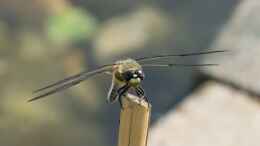 Foto mit Vierfleck (Libellula quadrimaculata) 04.06.2019