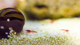 aquarium-von-acki50-tuempel-fuer-rote-hawaii-garnelen_Halocaridina rubra. Noch nicht ganz ausgewachsen, rechts ein