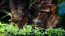 aquarium-von-lance-hardwood-nanozonas_Staurogyne repens