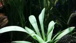 aquarium-von-lance-hardwood-nanozonas_Sagittaria platyphylla