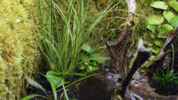 aquarium-von-junglist-via-mala_Carex brunnea Jubilo