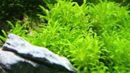 aquarium-von-x-rayminator-mein-erstes-aquascape_Tag 26 - Pogostemon Helferi