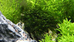 aquarium-von-x-rayminator-mein-erstes-aquascape_Fissidens fontanus Phoenix Moss (In Woche 3 eingesetzt)