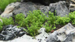 aquarium-von-x-rayminator-mein-erstes-aquascape_Tag 14 - Hemianthus callitrichoides Cuba