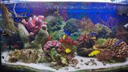 aquarium-von-ukulele-malawi-im-marine-style-oder-salzwasserfake_Aquarium Hauptansicht von Marinestylemalawi