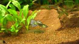 aquarium-von-jens-und-nancy-doering-becken-4021_Guppys