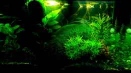 aquarium-von-david-schneider-aquaristik-aquascape-asiatischer-bachlauf_Ansicht links vorne