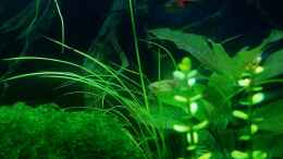 aquarium-von-david-schneider-aquaristik-aquascape-asiatischer-bachlauf_Ansicht links vorne