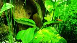 aquarium-von-david-schneider-aquaristik-aquascape-asiatischer-bachlauf_Echinodorus Hadi Ted Pearl