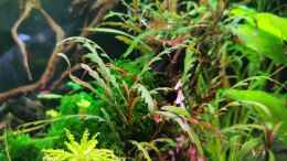 aquarium-von-david-schneider-aquaristik-aquascape-asiatischer-bachlauf_Hygrophila Pinnatifida