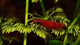 aquarium-von-david-schneider-aquaristik-aquascape-asiatischer-bachlauf_Red Fire Sakura Muttertier