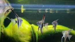 aquarium-von-mel-little-amazonas_Skalar Gruppe 