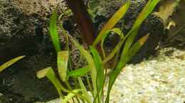 aquarium-von-mel-little-amazonas_Helanthium bolivianum Angustifolius - schmalblättrige Sumpf