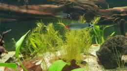 aquarium-von-mel-little-amazonas_Mooskraut 