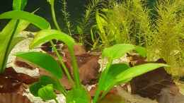 aquarium-von-mel-little-amazonas_echinodorus Habich 