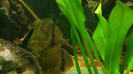 aquarium-von-mel-little-amazonas_Maroni buntbarsch