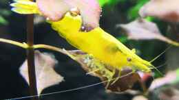 aquarium-von-aquaritch-naturscape_Neocaridina Yellow Fire Garnele 