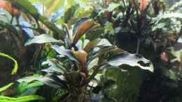 aquarium-von-aquaritch-naturscape_Bucephalandra 