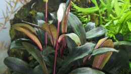 aquarium-von-aquaritch-naturscape_Bucephalandra Serimbu 