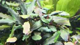 aquarium-von-aquaritch-naturscape_Bucephalandra Big Blue 