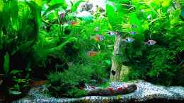 aquarium-von-odin-68-mein-kleines-asien-becken_