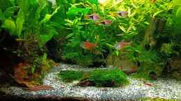 aquarium-von-odin-68-mein-kleines-asien-becken_