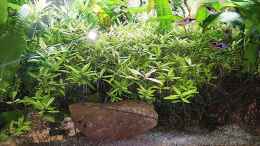 aquarium-von-odin-68-mein-kleines-asien-becken_