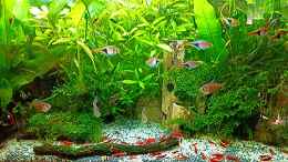 aquarium-von-odin-68-mein-kleines-asien-becken_