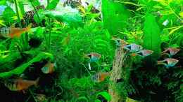 aquarium-von-odin-68-mein-kleines-asien-becken_alle sind putz munter...